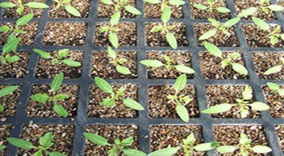 Bayındır`da İklime Göre `Fidelik` Üretimi