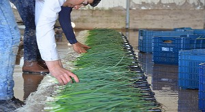 Beypazarı`nda Sebze Sezonu Açıldı