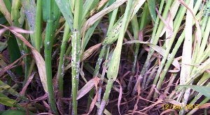 Buğdayda Kök Çürüklüğü ve Külleleme Hastalığı