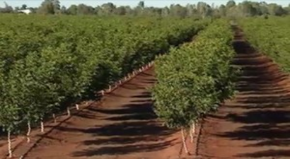 Afşin`de Ceviz Yetiştiriciliği Konferansı