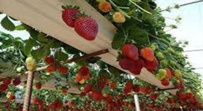 Çilek`te Topraksız Tarım Dönemi Giderek Yaygınlaşıyor!