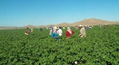 Çukurova`nın Kadın Tarım İşçileri Yaz Kış İşbaşında