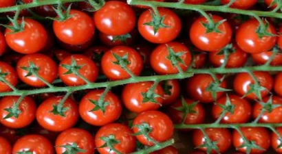 Çürük Domates Alternatif Enerji Kaynağı