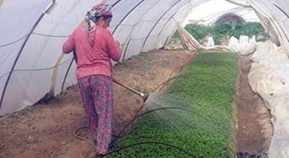 Domates Fideleri Toprakla Buluşmayı Bekliyor