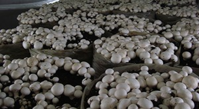 Erdemli`de Üzüm ve Kültür Mantarı Yetiştiriciliği Kursu