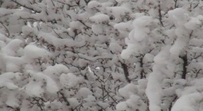 Erken Çiçek Açan Meyve Ağaçlarını Don Vurdu