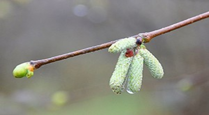 Fındık Bahçeleri Rengarenk