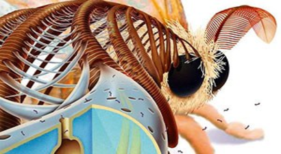 Geleceğin Enerji Kaynağı Böcekler!