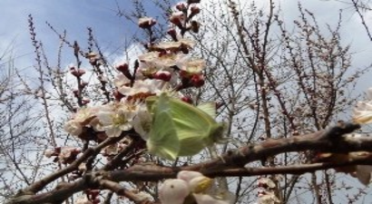 Iğdır`da Kayısı Ağaçları Çiçek Açtı