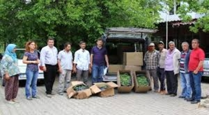 70 Bin Adaçayı ve Kekik Fidesi Dağıtıldı