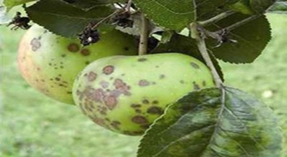 Elma ve Armut Bahçelerinde Karaleke Hastalığı Mücadelesi Başladı