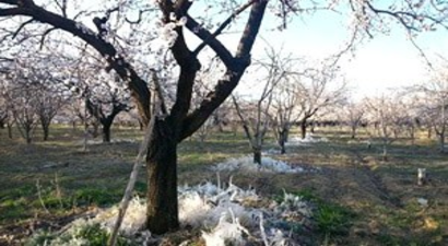 Kayısıda Ürün Dondu