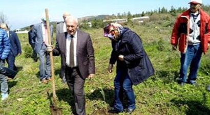 Lapseki`de 4 Bin Fıstık Çamı Dikildi