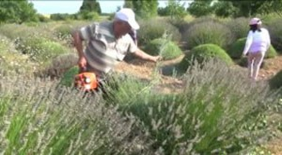 Lavanta Konya`da Kadınların Geçim Kaynağı Olacak