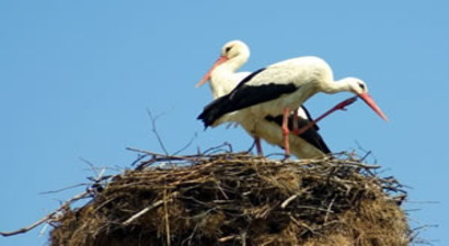 Avrupa`da Leylekler Göçü Bıraktı, Çöp Yiyor