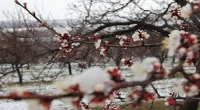 Soğuk Hava Meyve Ağaçlarını Vurdu