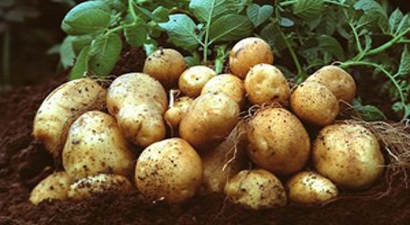 Patates Üreticisi Yeni Sezondan Umutlu