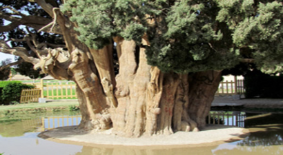 Dünyanın En Yaşlı İkinci Ağacı İran`da