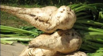 Elbistan Şeker Fabrikasında Pancar Üretim Kotası Belirlendi