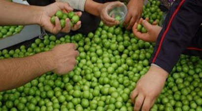 Silifke`de İlk Erik Hasadı Yapıldı