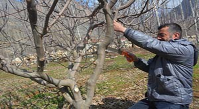 Sınırda Ağaç Budama Çalışması