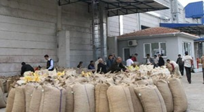 Tüccar Fındığa Doydu