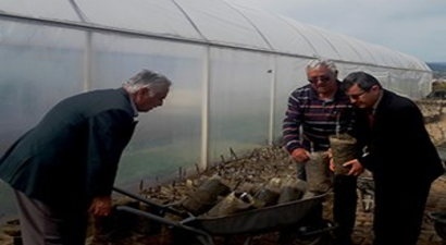 Üreticilere Dağıtılacak Fidanlar Aşılandı