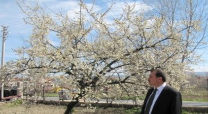 Hisarcık`ta Üreticiyi Don ve Kırağı Vurdu