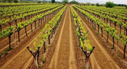 Uzunköprü`de Bağ Çubuğu Fidanı Dağıtıldı