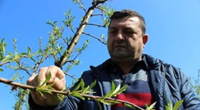 Vatandaş Bu Yıl Yiyecek Şeftali Bulamayacak