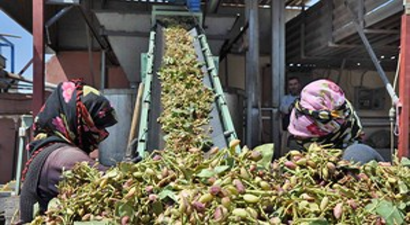 Yer Fıstığının Yükü Kadın İşçilerin Sırtında