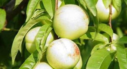 Bayramiçliler Nektarin İçin AB`ye Başvurdu