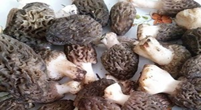 Beyşehir`de Kuzugöbeği Hasadı Başladı