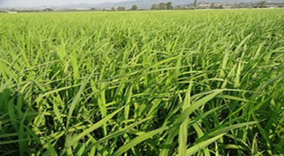 Boyabat`ta Üreticilere Çeltik Tohumu Dağıtıldı