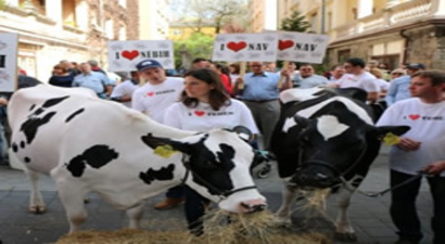 İnekler Budapeşte Sokaklarını İstila Etti