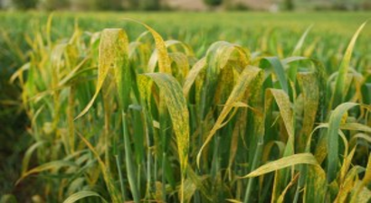 Buğdayda Pas Hastalığı Tespit Edildi