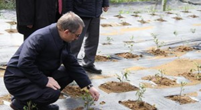 Çay Bitkisi İçin Gen Havuzu Oluşturuluyor