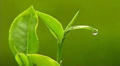 Çaykur`dan Organik Gübre Çalışmaları