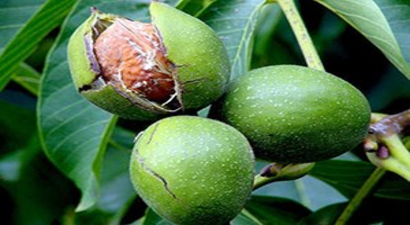 Ceviz Yetiştiriciliği Bahçe Kurulumunda Devlet Desteği