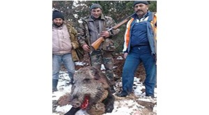 Çiftçilerin Domuz Endişesi