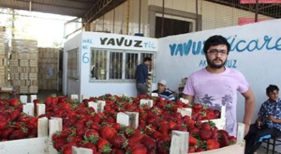 Çileğin Tadı Kaçmaya Başladı