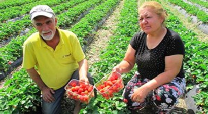 Çilek, `Emekli İkramiyesi` Oldu