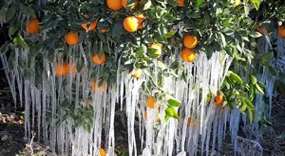 Don Zararı Birçok İlde Meyve Ağaçlarını Vurdu