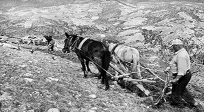 Çiftçi Engebeli Arazide Sabandan Vazgeçemiyor