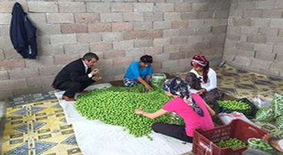 Erik Üreticisi Fiyatlardan Menun