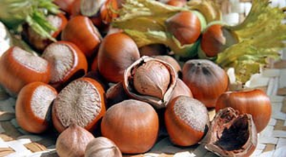 Fındık Üreticisinin Umudu TMO