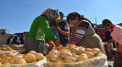 Geçen Yıl 5 Liraya Çıkan Patates, Depoda 20 Kuruşa Düştü