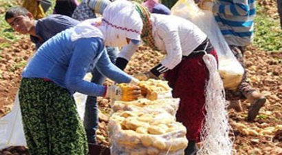 Geçen Yıl Altın Olan Patates Bu Yıl Pul Oldu