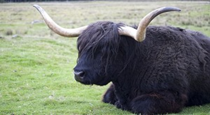 İnternetten Kazara Tibet Öküzü Sipariş Etti