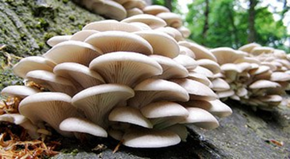 Genç Çiftçilere İstiridye Mantarı Yetiştirin Önerisi